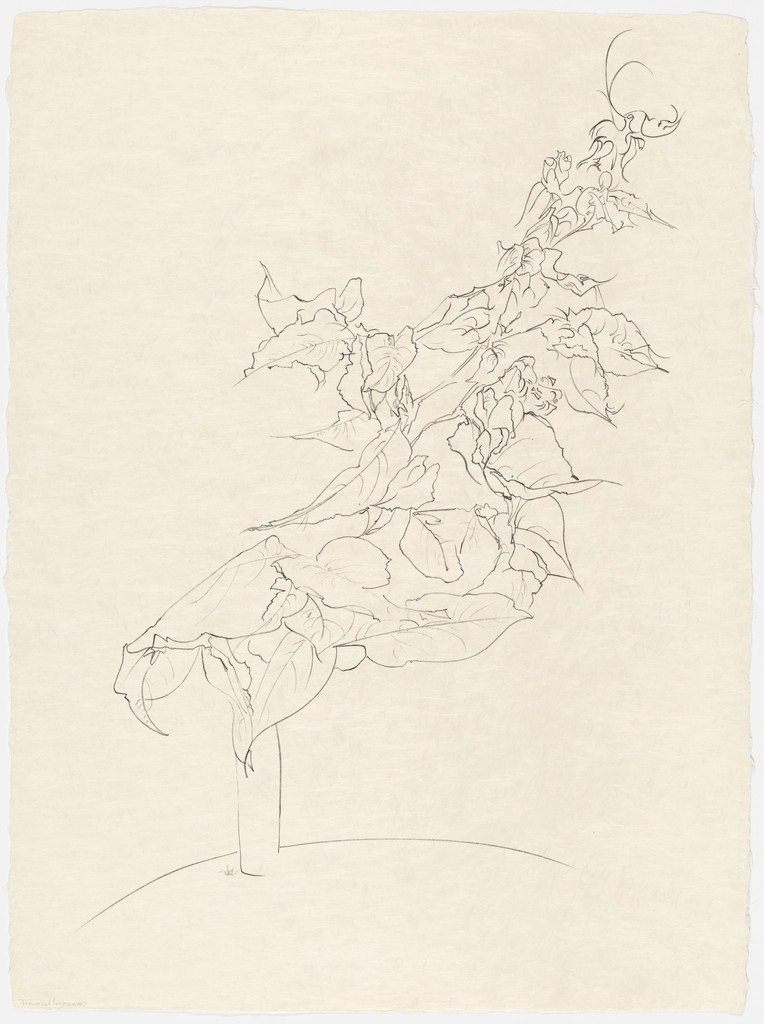 Bougainvillea from the portfolio Of Nature, Of Man