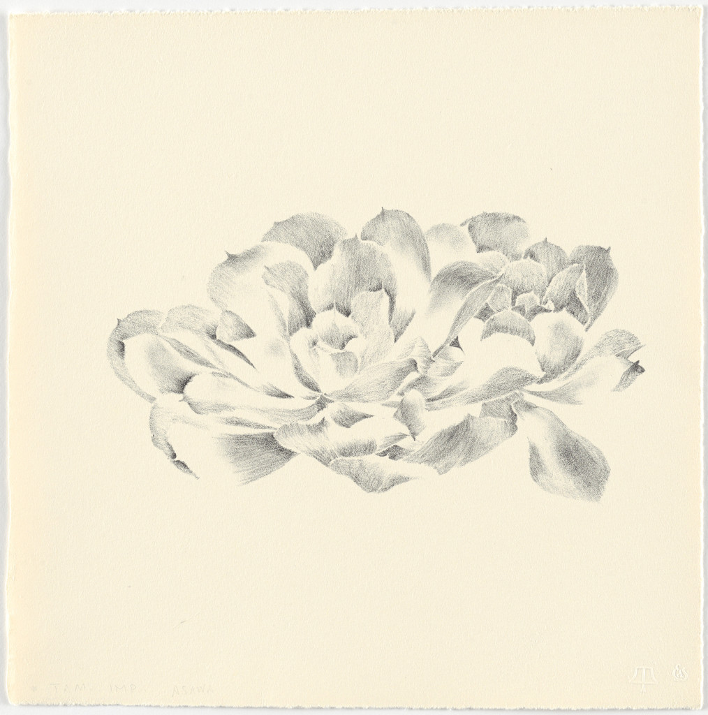 Untitled from Flowers