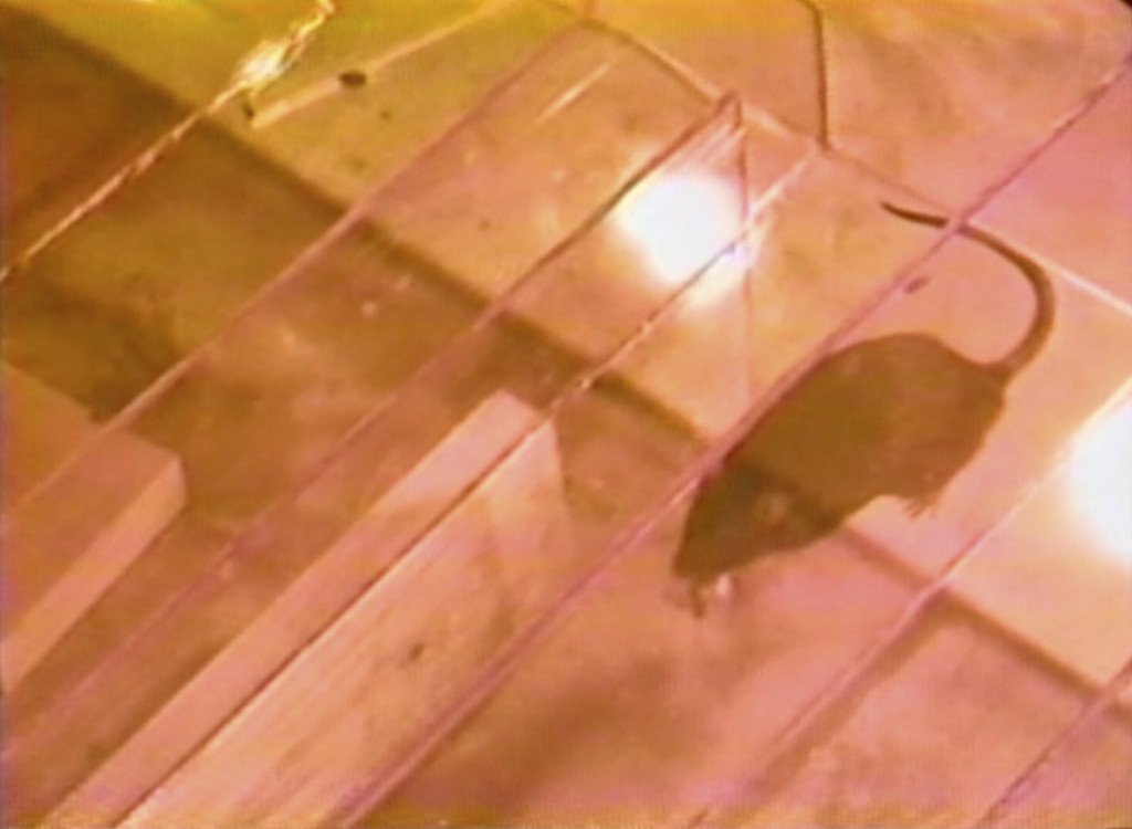 Learned Helplessness in Rats (Rock and Roll Drummer)