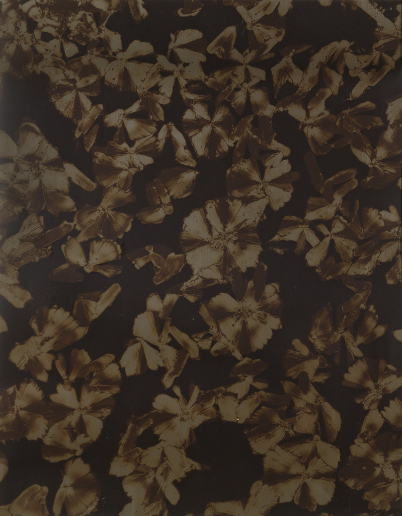 Brazilwood I