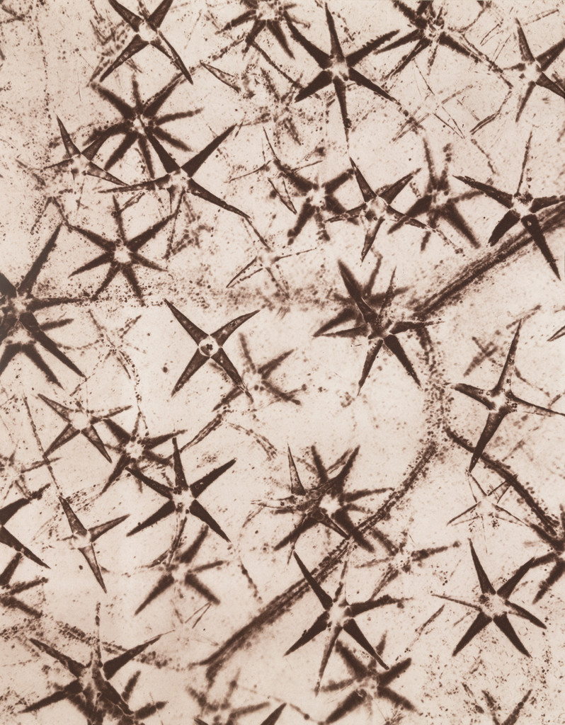 Star-shaped Bristles of Pentzia