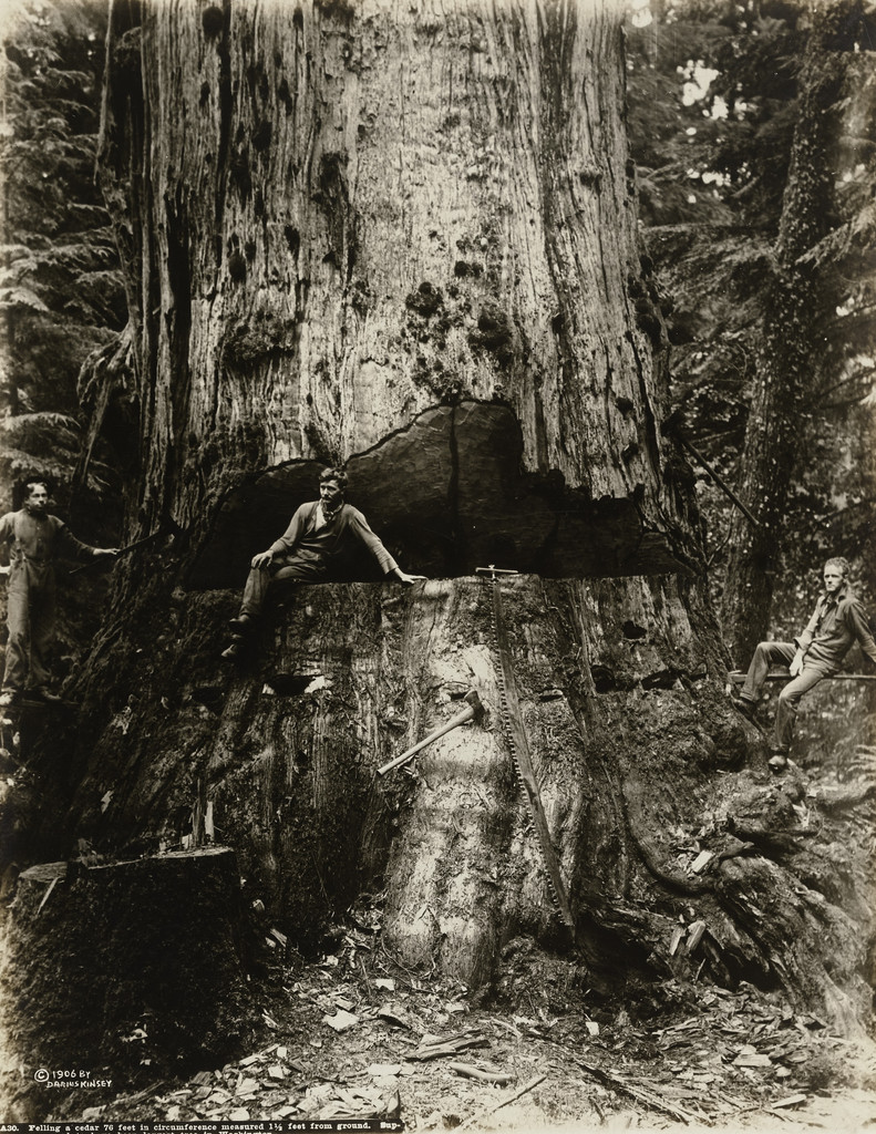 Felling a cedar 76 feet in circumference measured 1 1/2 feet from ground. Supposed to have been the largest tree in Washington