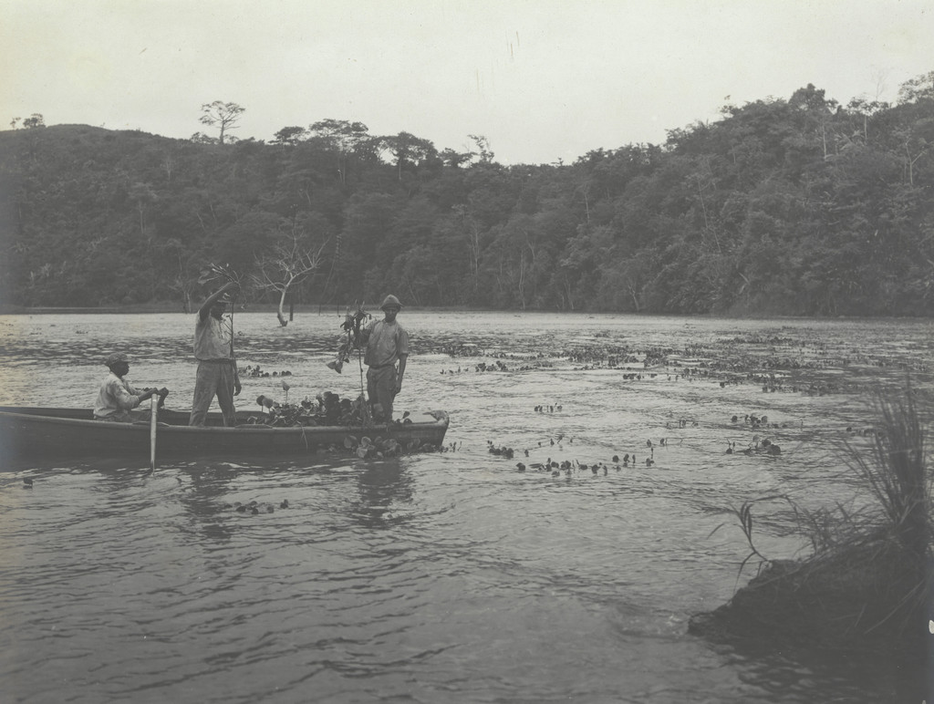 Water Hyacinths. Showing method of enterminating young plants