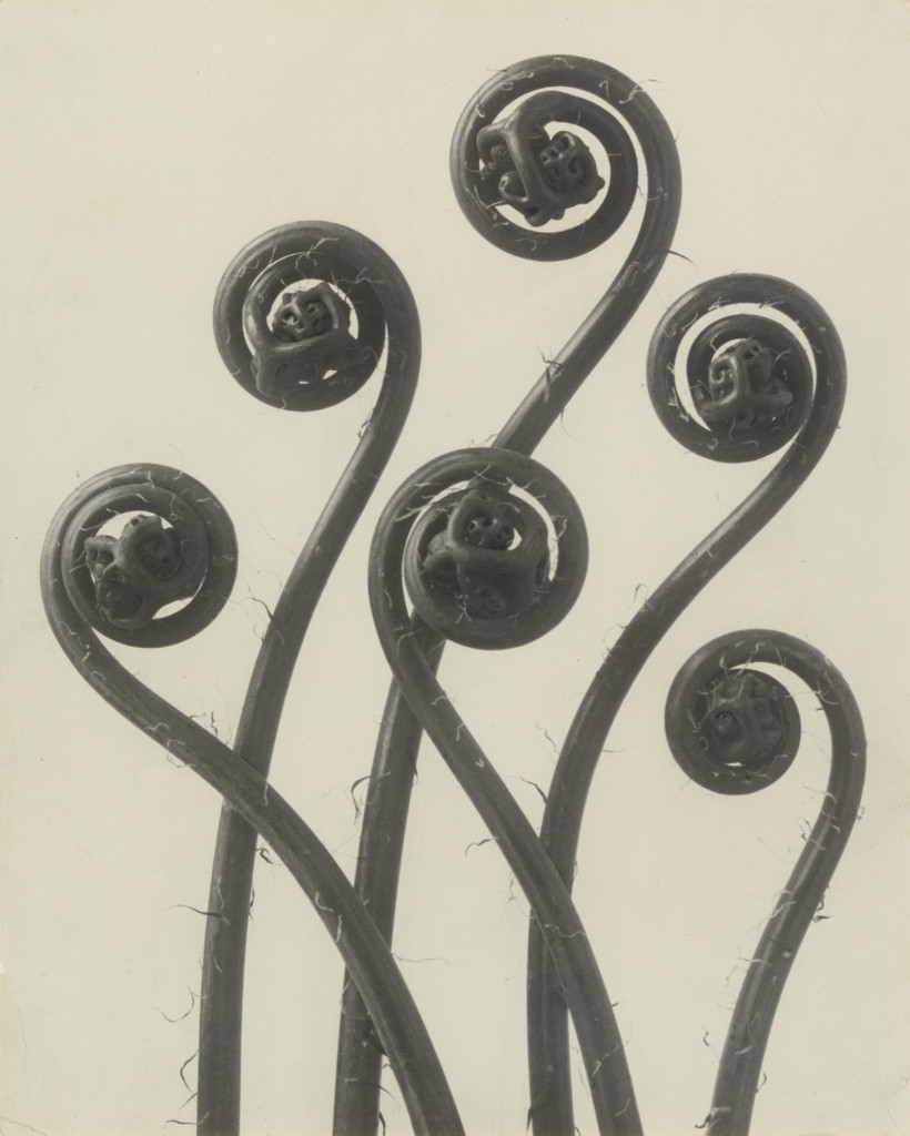Adiantum pedatum