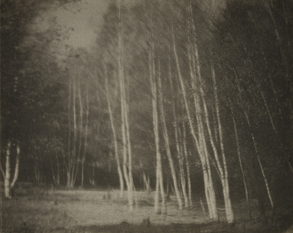 Landscape with Birch Trees