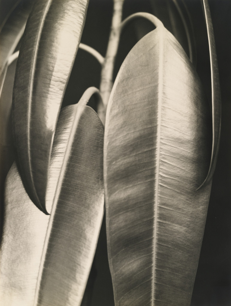 Ficus elastica