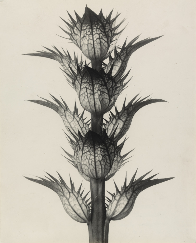 Acanthus mollis (Soft Acanthus, Bear's Breeches. Bracteoles with the Flowers Removed, Enlarged 4 Times)
