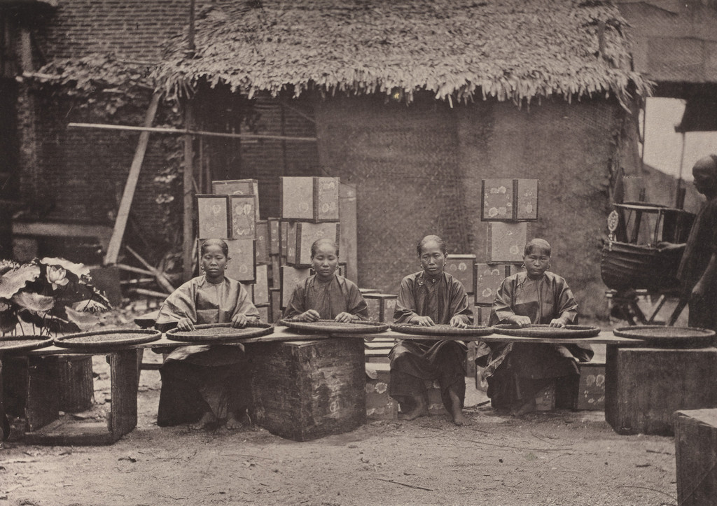 Tea Picking in Canton