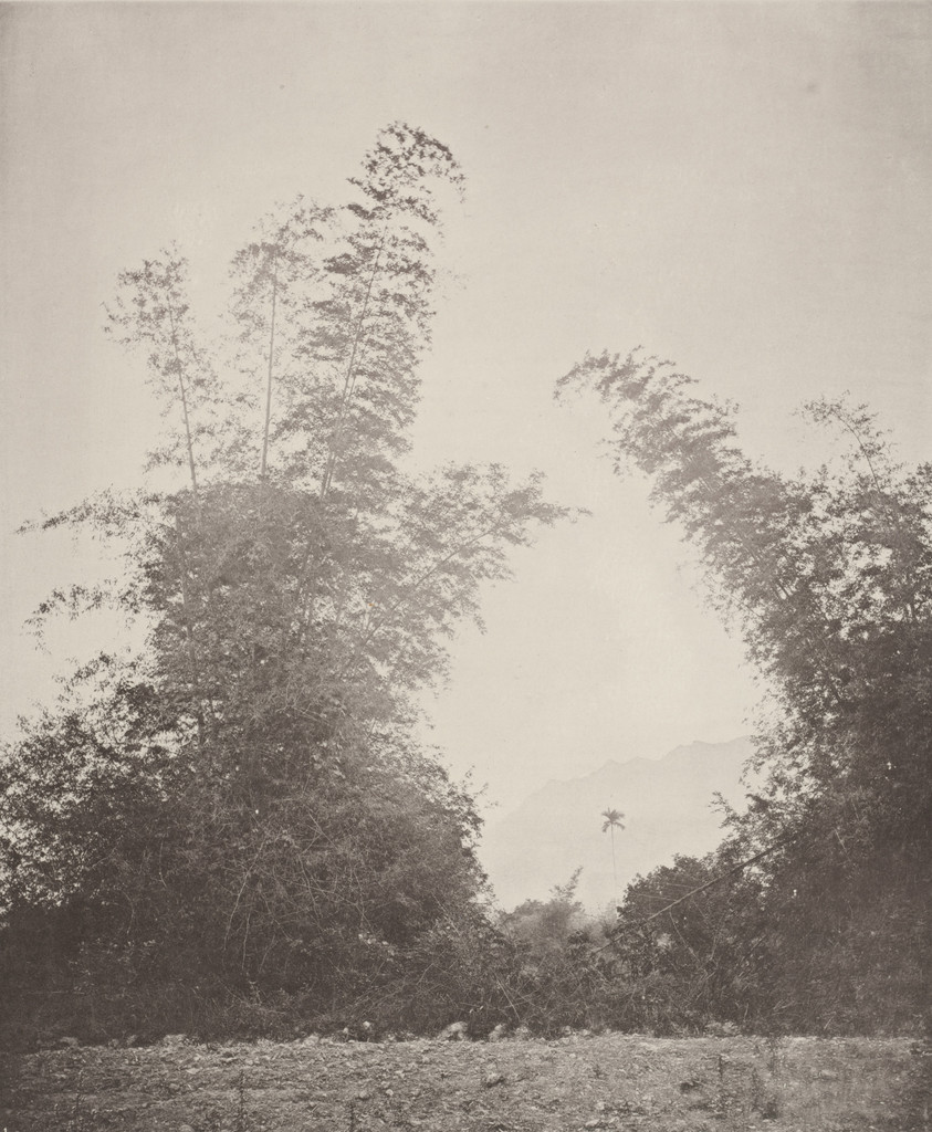 Bamboos at Baksa, Formosa