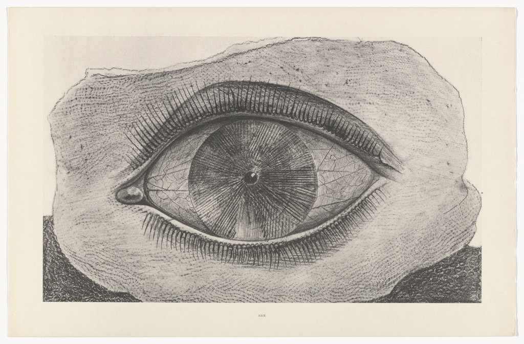 The Wheel of Light (La Roue de la lumière) from Natural History (Histoire naturelle)