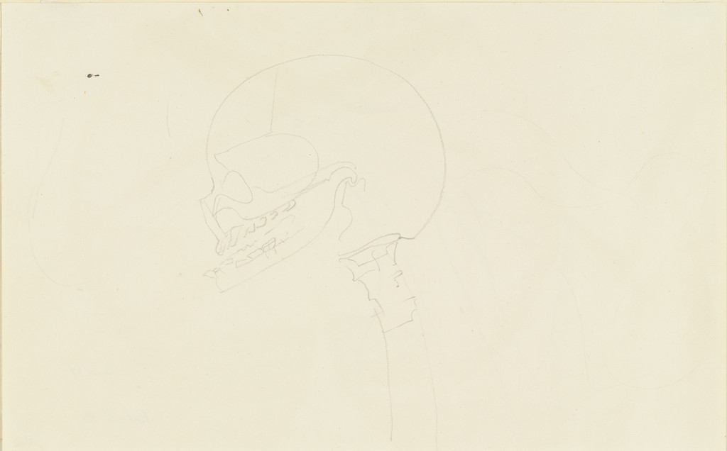 Skull (Schädel)