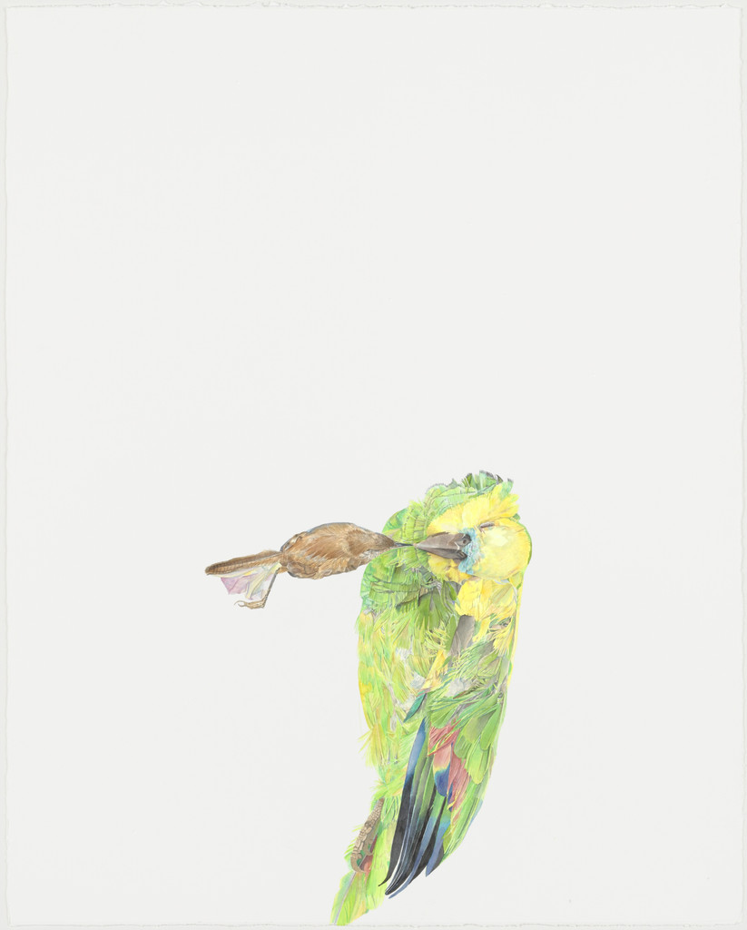 Untitled (Parrot)