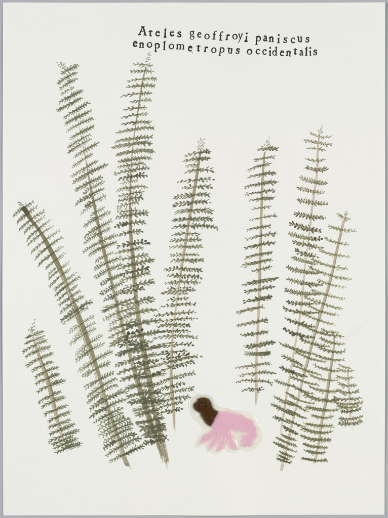 Monkey in Ferns